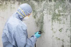 Best Biohazard Mold Removal  in Islamorada Village Of Islands, FL